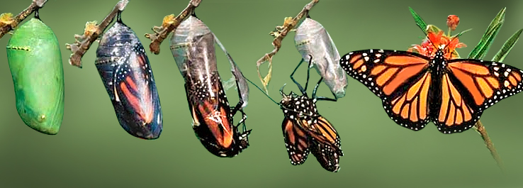 A lição da borboleta